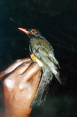 Taita Thrush