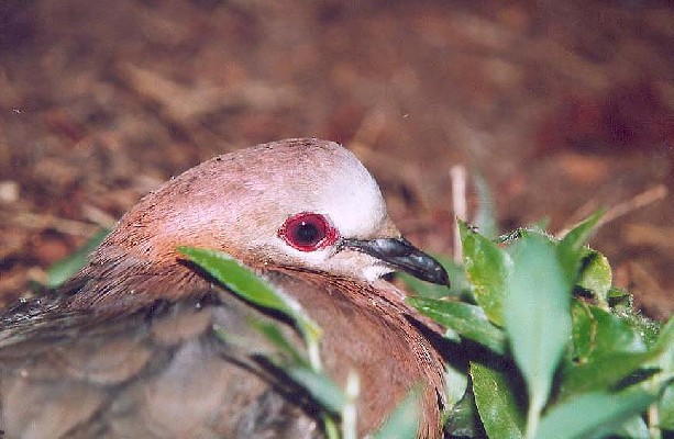 Lemon Dove