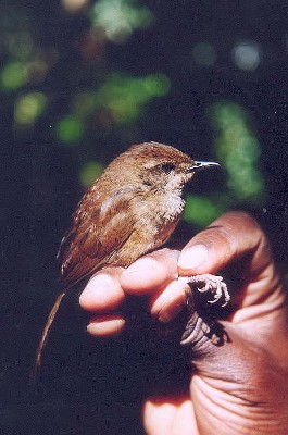 Evergreen-Forest Warbler
