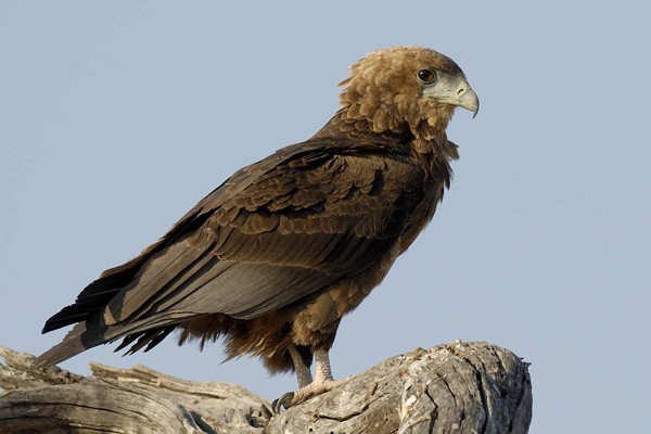 Bateleur