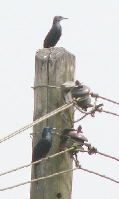 Forest Chestnut-winged Starling