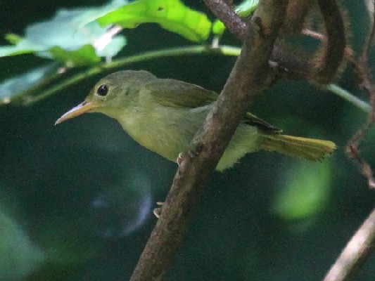 Fraser's sunbird ssp. cameroonensis