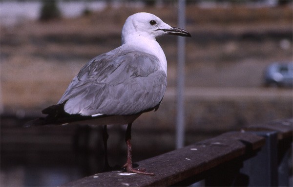 Hartlaub's Gull