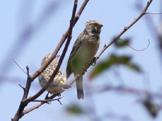 Black-throated Canary