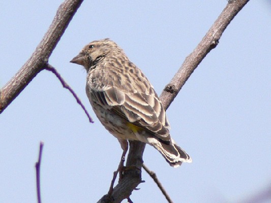 Black-throated Canary