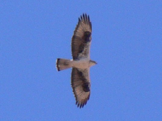 Bonelli's Eagle