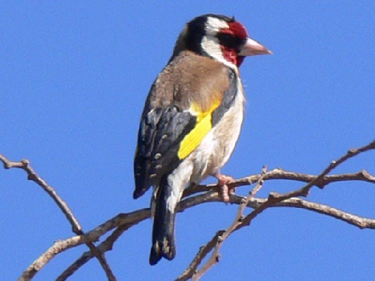 European Goldfinch