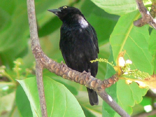 Vieillot's Black Weaver