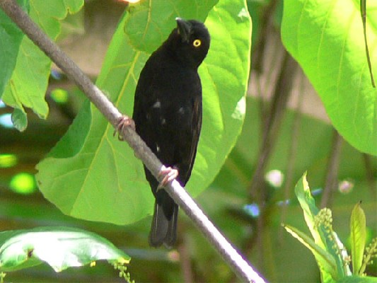 Vieillot's Black Weaver