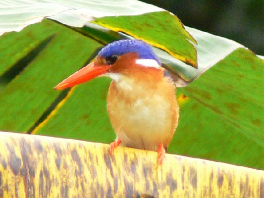 Príncipe Kingfisher