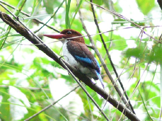 Chocolate-backed Kingfisher