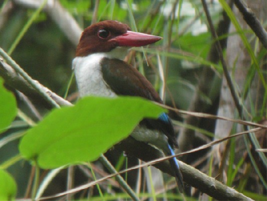 Chocolate-backed Kingfisher