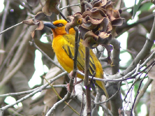 Orange Weaver