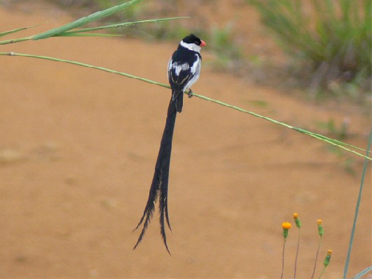 Pin-tailed Whydah