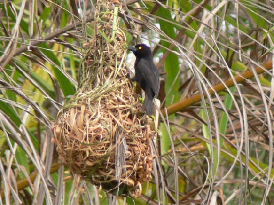 Vieillot's Weaver