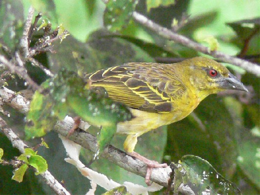 Village Weaver