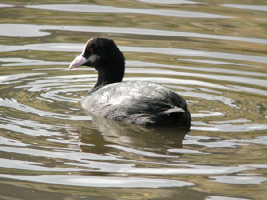 Eurasian Coot