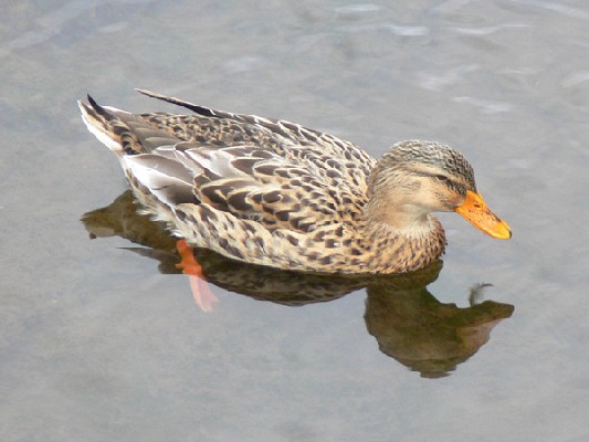 Mallard