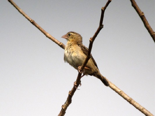 Yellow-mantled Widowbird