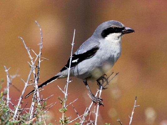 Southern Grey Shrike