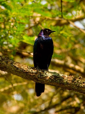 Ruppell's Starling