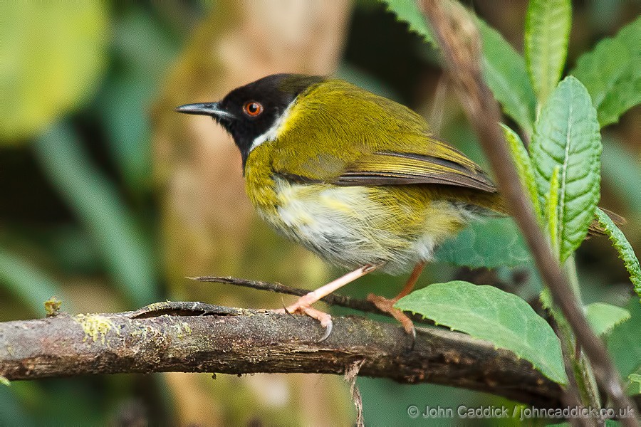 Mountain Masked Apalis