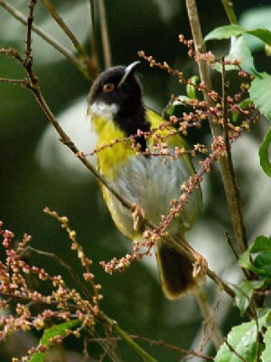 Mountain Masked Apalis