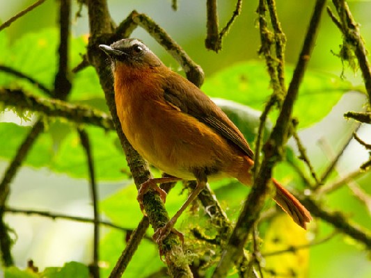 Archer's Robin-Chat