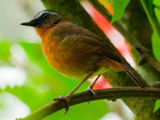 Archer's Robin-Chat