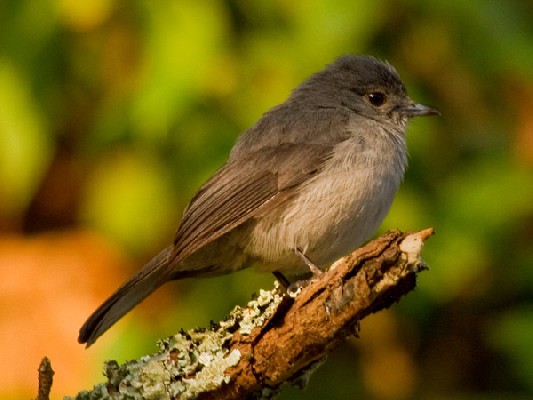 White-eyed Slaty-Flycatcher