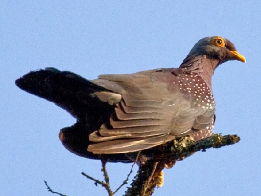 African Olive Pigeon
