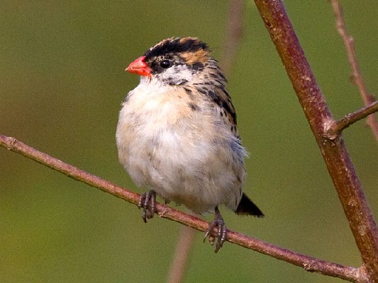 Pin-tailed Whydah