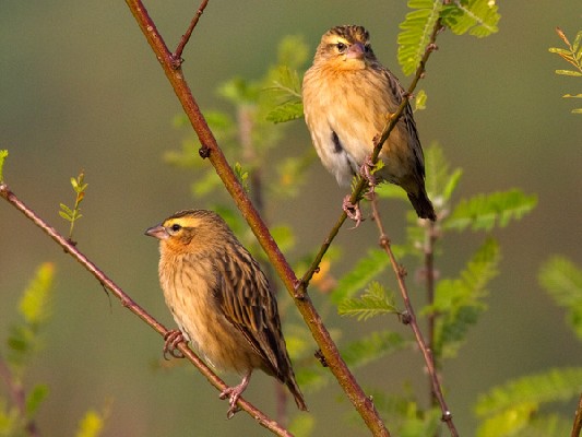 Southern Red Bishop