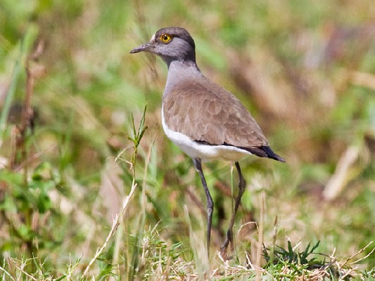 Senegal Lapwing