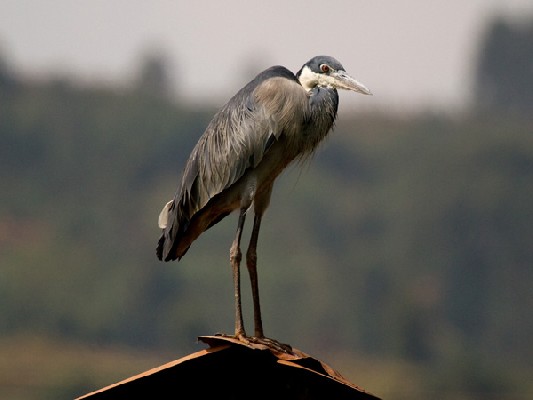 Black-headed Heron