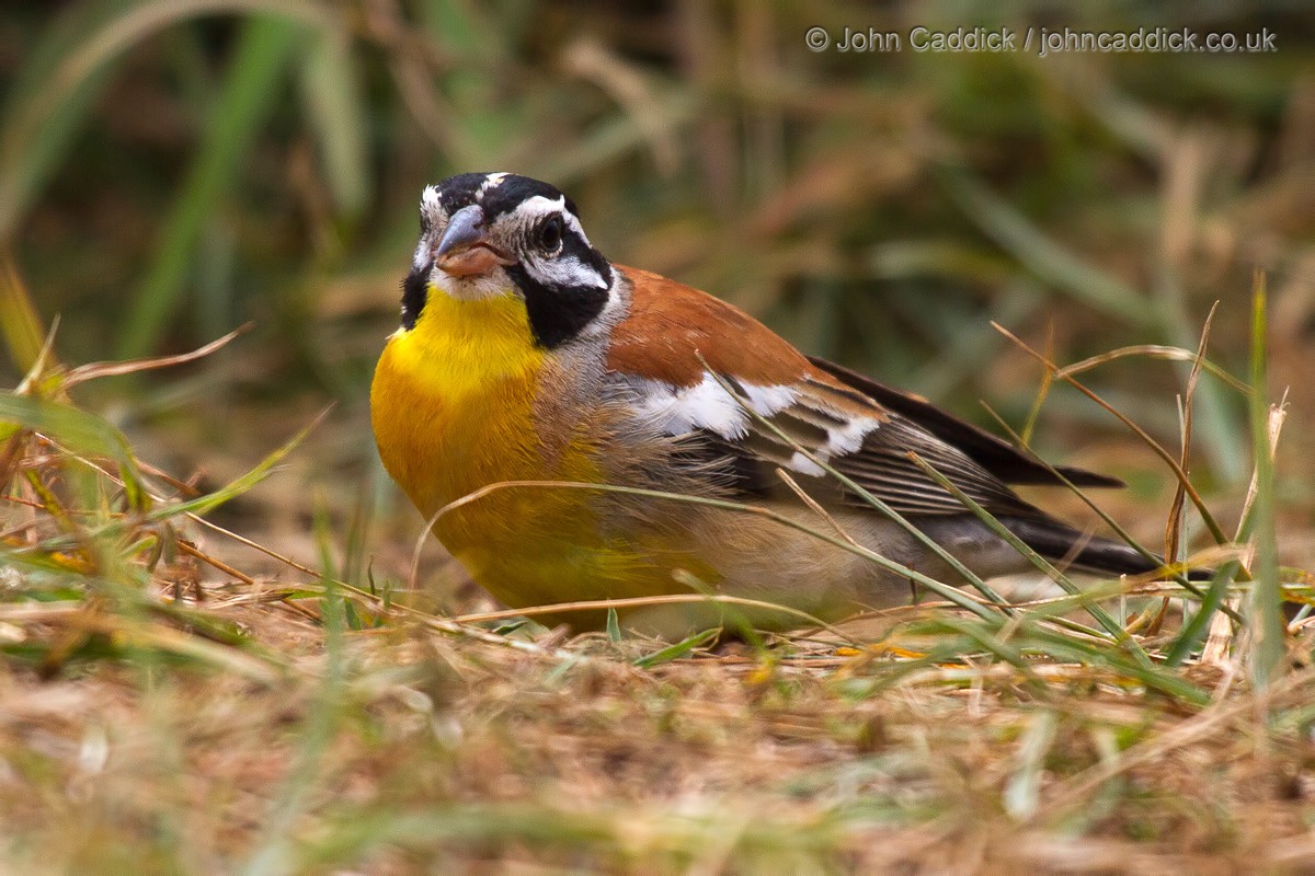 Golden-breasted Bunting