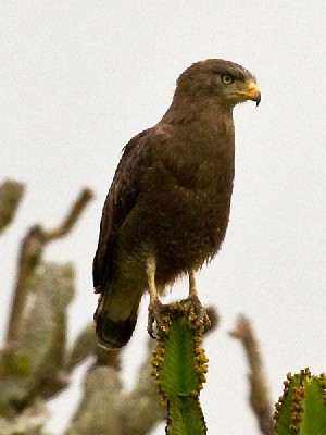 Western Banded Snake Eagle