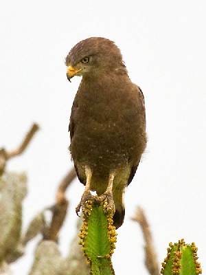 Western Banded Snake Eagle