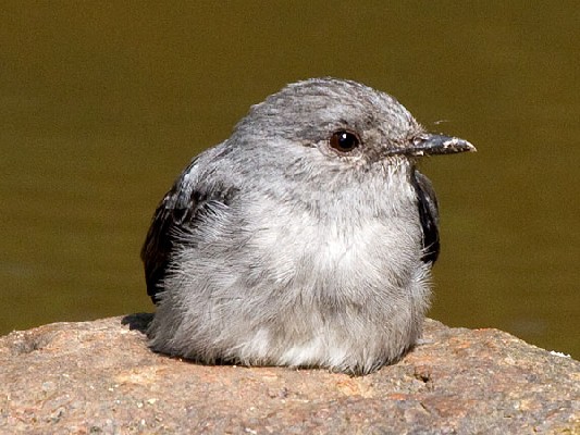 Cassin's Flycatcher
