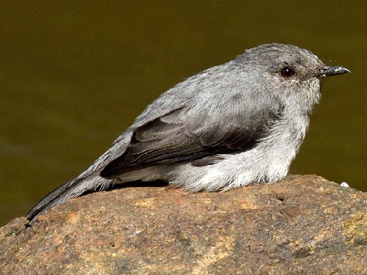 Cassin's Flycatcher