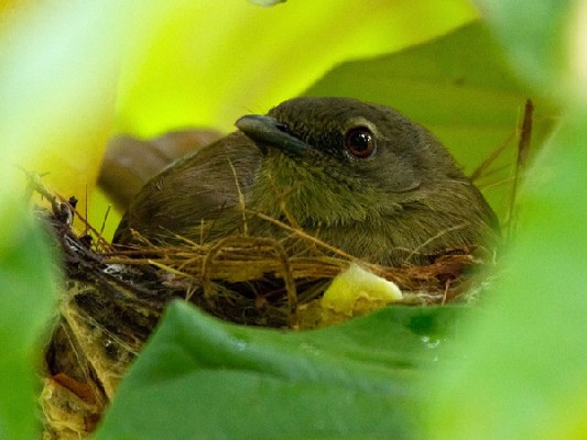 Plain Greenbul