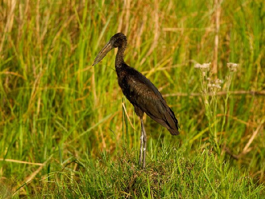 African Openbill