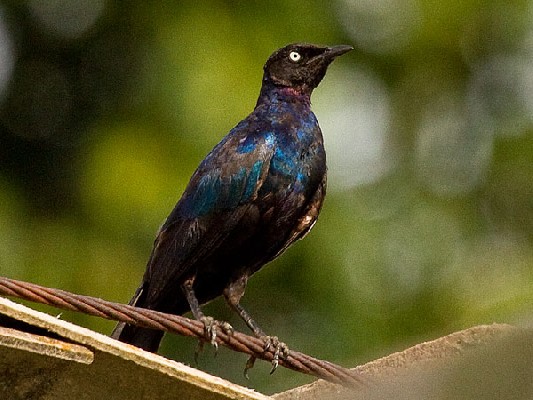Ruppell's Starling
