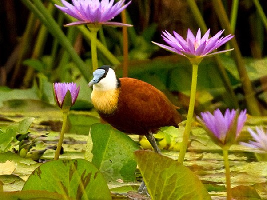 African Jacana