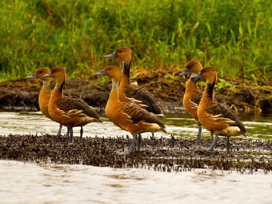 Fulvous Whistling Duks
