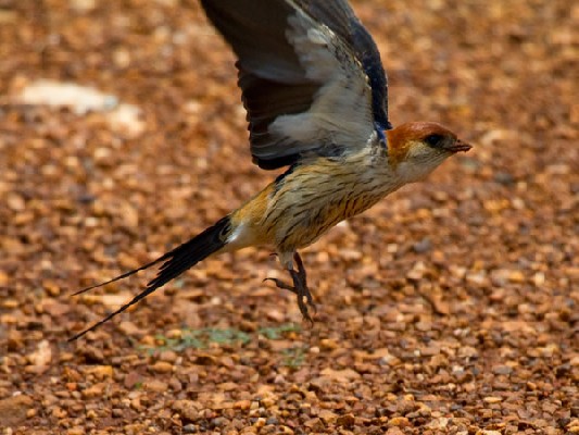 Greater Striped Swallow
