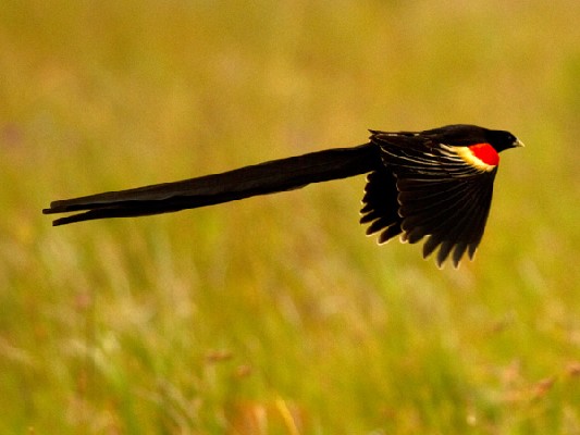 Long-tailed Widowbird