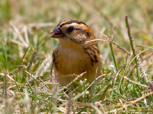 Pin-tailed Whydah