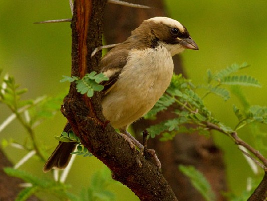 White-browed Sparrow-Weaver