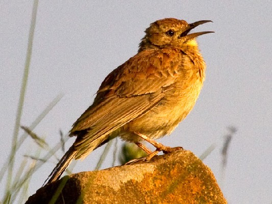 Eastern Long-billed Lark